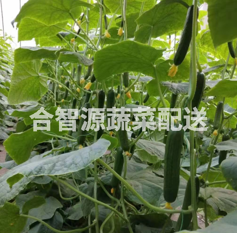 蔬菜配送供應商